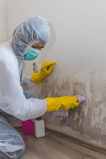  Milwaukie, OR Mold Removal Pros